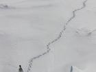 Once we settle in the ice, Emperor penguins often come long distances to check out this big, red ship that woke them up