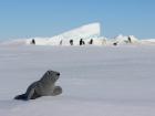 Sealy loved this colony of Adelie penguins