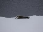 This Crabeater seal seems grumpy after we interrupted its nap