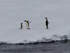 This baby Emperor penguin is getting a good talking-to from her or his parent