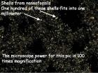 Here are tiny shells from one-celled creatures called nannofossils under this high definition microscope