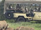 Safari vehicles are a safe, mobile base from which to observe wildlife up close