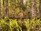 A beautiful swamp, teeming with wildlife