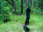 A mother bear and her cubs, captured by a camera trap