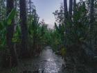 Water, plants, weather, and animals are all part of a bigger story