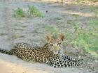 Look at those beautiful spots!