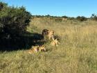 A lion family, keeping an eye on us while we keep an eye on them