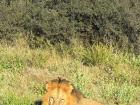 A large lion, feeling warm and happy in the sun
