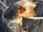 My doggy, Dooly