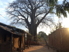 A baobab tree I saw when I visited a friend