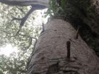 Man-made steps used to climb these trees and collect the fruit