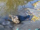 Grey Seal sunbathing