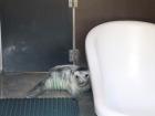 Bashful Grey Seal pup
