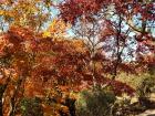 Before it got cold, the leaves here were so beautiful with all their colors!