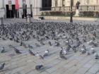A flock of pigeons, just hanging out