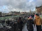 A herd of bicycles, seen here in their natural habitat