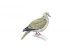 The collared dove