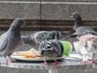 Some pigeons eating some people food