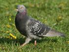 A pigeon strutting its stuff