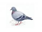 An example of a rock dove