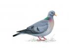 The stock dove