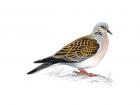 The turtle dove (one of two in existence)
