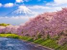 Cherry blossoms in Japan (Google Images)