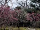 Ume or plum grove