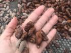 Took time to learn how chocolate is made at a chocolate factory. Here we have roasted cacao beans