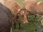 Seeing cows by the Cliffs of Moher