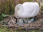 Here is the mute swan guarding its clutch of eggs