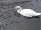 Two swans gliding along dipping under the water on occasion searching for food