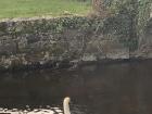 A mute swan swimming in Galway’s city center