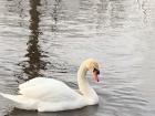 Lovely closeup photo of one of Galway’s mute swans