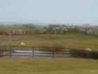 Landscape scene of a field in Connemara