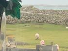 Sheep grazing on the fields are visible from a kitchen window in Connemara