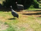 Guinea fowl enjoying a park next to the ocean