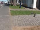 Guinea fowl along a busy street in Swakopmund