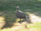 A guinea fowl with white spots