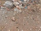 There were hundreds of "Shongologos" or millipedes on this hillside after the rain--the word "shongololo" means "to roll up", and this is how millipedes react when they are touched 