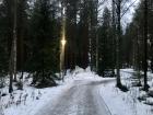 This is my walk to school every morning. A beautiful walk through the snow-covered forest