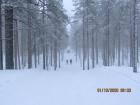 A picture of the pine trees sitting down a hill. You can see just how abundant they are