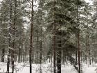 A closer look at pines and their needle-like leaves