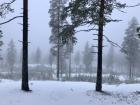 Two pines with a foggy background