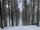 A photo of a hill covered in pine trees