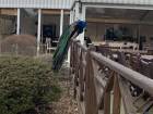 A peacock I saw in the Acclimatation Garden 