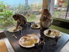 Some monkeys came and grabbed food from our table! 