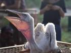 A baby pelican that fell out of its nest and was rescued by scientists!