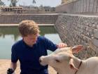 The cows are very gentle, sometimes friendly. At a temple, one approached my friend Tristan! 