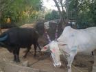 It is a common sight to see cows daily here in the city! Here the horns are decorated for a festival. 